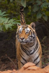 996A8771 Bengal Tiger  Panthera tigris tigris   Ranthambore  India