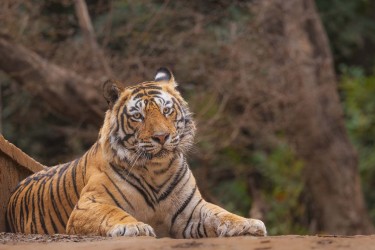 996A8796 Bengal Tiger  Panthera tigris tigris   Ranthambore  India