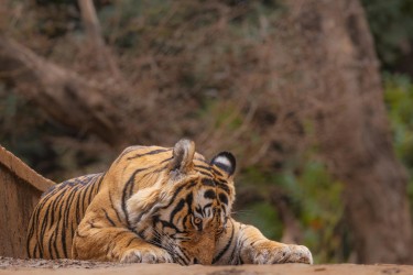 996A8805 Bengal Tiger  Panthera tigris tigris   Ranthambore  India