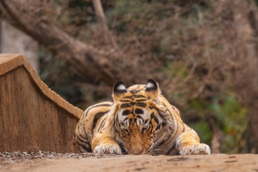 996A8815 Bengal Tiger  Panthera tigris tigris   Ranthambore  India