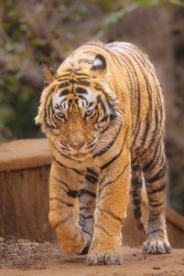 996A8827 Bengal Tiger  Panthera tigris tigris   Ranthambore  India