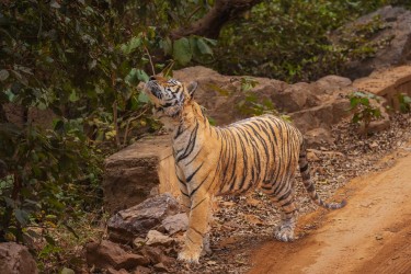 996A8847 Bengal Tiger  Panthera tigris tigris   Ranthambore  India