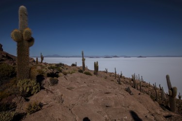 0S8A1882 Isla del Pescado Salar de Uyuni Bolivia