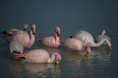 AI6I5852 Flamingo Laguna Hedionda Altiplano Bolivia