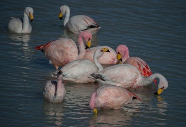 AI6I5865 Flamingo Laguna Hedionda Altiplano Bolivia