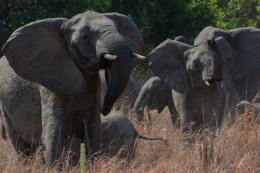 8R2A4411 Elephant Kafue NP West Zambia
