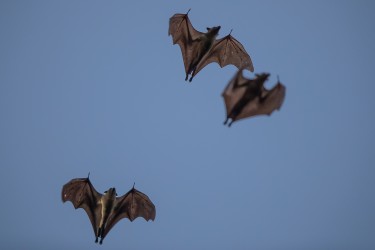 AI6I3785 Bats Kasanka NP Zambia