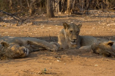 8R2A3234 Lion Lower Zambezi NP Zambia