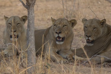 8R2A3649 Lion South Luangwe Zambia