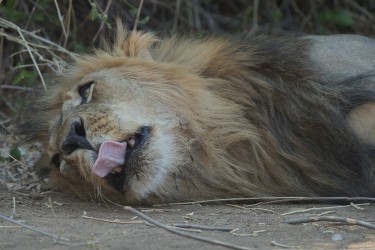 AI6I2284 Lion Lower Zambezi NP Zambia