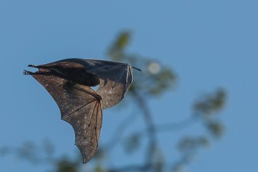 AI6I4092 Bats Kasanka NP Zambia 