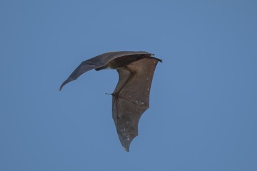 AI6I4156 Bats Kasanka NP Zambia 