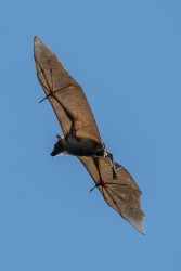 AI6I4169 Bats Kasanka NP Zambia 