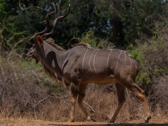 8R2A3130 Kudu Lower Zambezi NP Zambia