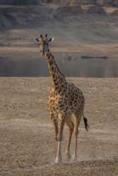 8R2A3268 Giraffe South Luangwe Zambia