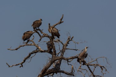 8R2A3271 ...Vulture South Luangwe Zambia