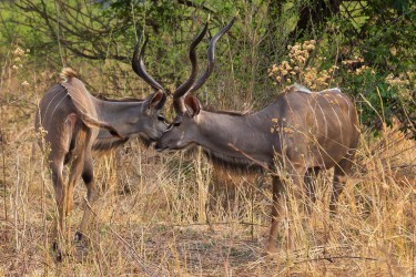 8R2A3795 Kudu South Luangwe Zambia