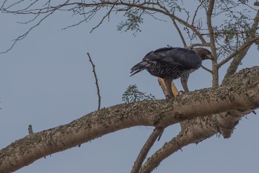 8R2A4099 ....Eagle Nsumbu NP North Zambia