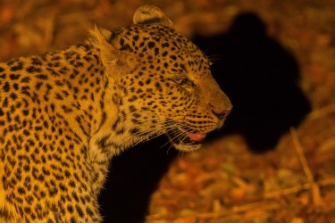 AI6I2828 Leopard South Luangwe NP Zambia