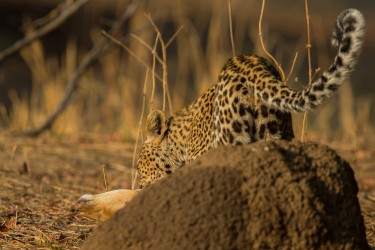 AI6I2988 Leopard South Luangwe NP Zambia
