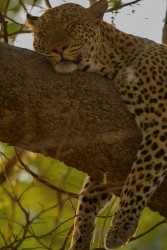 AI6I3147 Leopard South Luangwe Zambia
