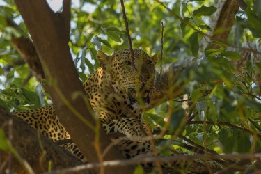 AI6I3659 Leopard South Luangwe Zambia