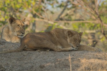 AI6I5013 Lion Kafue NP West Zambia