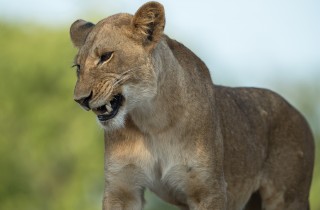 Wildlife Lion Kafue