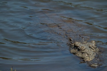 AI6I2328 Crocodile Lower Zambezi NP Zambia