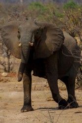 8R2A2172 Elephants Gonarezhou NP South Zimbabwe