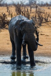 8R2A2310 Elephant Hwange NP Northeast Zimbabwe