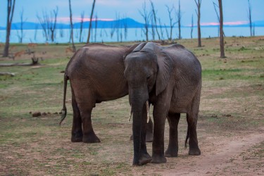 8R2A2429 Elephant Matusadona NP Zimbabwe