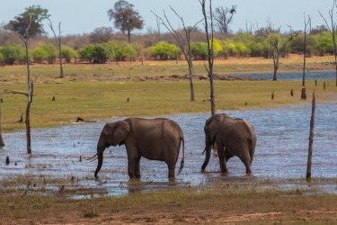 8R2A2483 Elephant Matusadona NP Zimbabwe