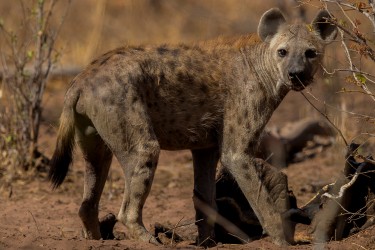 AI6I9612 Hyena Matusadona NP Zimbabwe