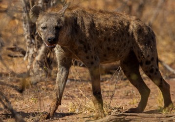 AI6I9644 1 Hyena Matusadona NP Zimbabwe