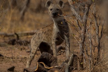 AI6I9664 Hyena Matusadona NP Zimbabwe
