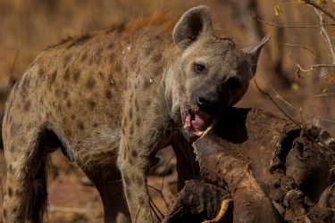 AI6I9697 Hyena Matusadona NP Zimbabwe