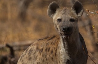 Wildlife Hyena