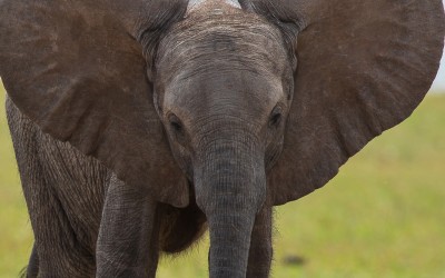 AI6I9760 Elephant Matusadona NP Zimbabwe