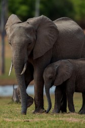 AI6I9805 Elephant Matusadona NP Zimbabwe