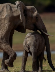 AI6I9816 Elephant Matusadona NP Zimbabwe