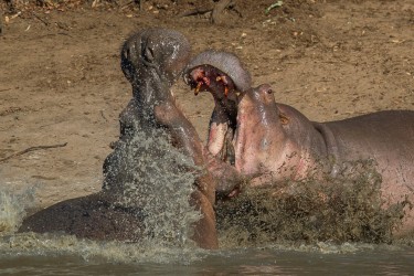 AI6I0500 Hippo fight Mana Pools North Zimbabwe