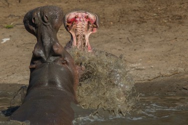 AI6I0601 Hippo fight Mana Pools North Zimbabwe