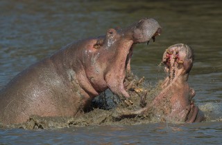 Wildlife Hippo fight