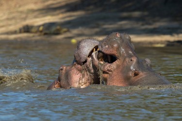 AI6I1026 Hippo fight Mana Pools North Zimbabwe