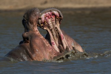 AI6I1206 Hippo fight Mana Pools North Zimbabwe