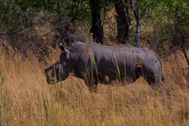 8R2A2206 White Rhino Matobo NP West Zimbabwe