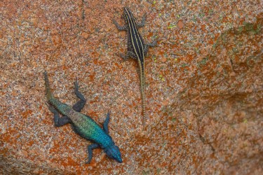 8R2A2277 Common Flat Lizard Matobo Hill NP West Zimbabwe