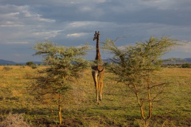 0S8A8343 Serengeti North Tanzania