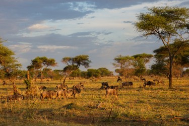 0S8A8351 Serengeti North Tanzania